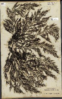 spécimen de Cystoseira ericoides