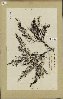 spécimen de Cystoseira ericoides