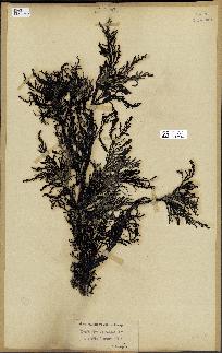 spécimen de Cystoseira ericoides