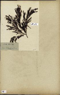 spécimen de Cystoseira fibrosa
