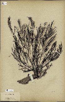 spécimen de Cystoseira fibrosa