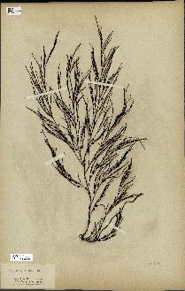 spécimen de Cystoseira fibrosa