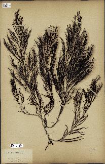 spécimen de Cystoseira fibrosa