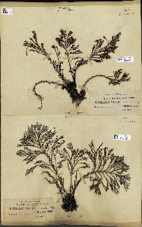 spécimen de Cystoseira mediterranea