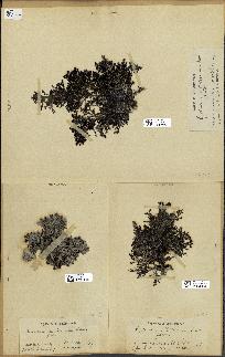 spécimen de Cystoseira mediterranea