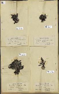 spécimen de Cystoseira mediterranea