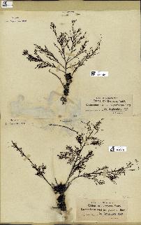 spécimen de Cystoseira mediterranea
