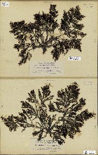spécimen de Cystoseira mediterranea