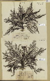 spécimen de Cystoseira mediterranea