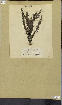 spécimen de Cystoseira elegans