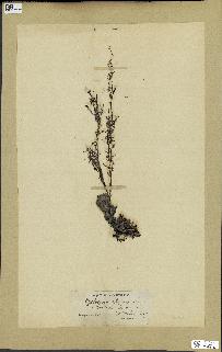 spécimen de Cystoseira elegans
