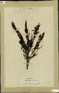 spécimen de Cystoseira elegans