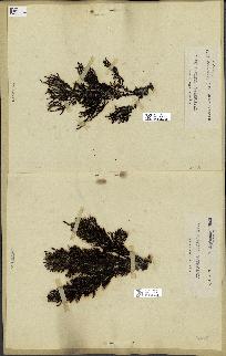spécimen de Cystoseira elegans
