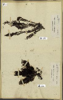 spécimen de Cystoseira elegans