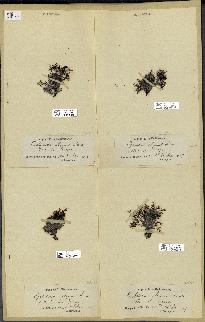 spécimen de Cystoseira elegans
