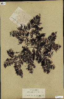 spécimen de Cystoseira elegans