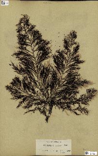 spécimen de Cystoseira elegans