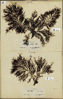 spécimen de Cystoseira elegans