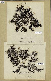 spécimen de Cystoseira elegans
