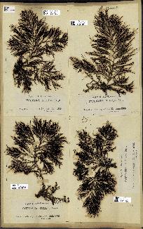 spécimen de Cystoseira elegans