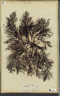 spécimen de Cystoseira elegans