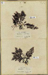 spécimen de Cystoseira elegans
