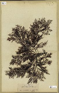spécimen de Cystoseira elegans