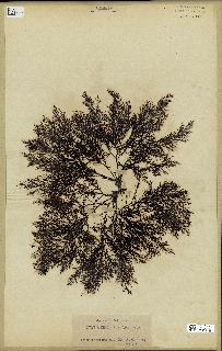 spécimen de Cystoseira elegans
