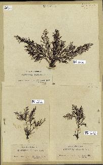 spécimen de Cystoseira elegans