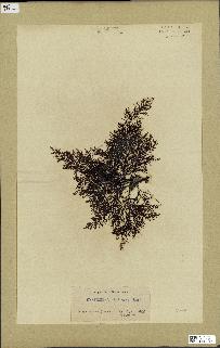 spécimen de Cystoseira elegans