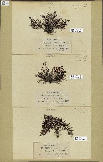 spécimen de Cystoseira elegans