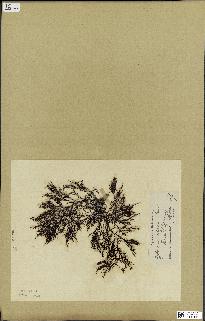 spécimen de Cystoseira elegans