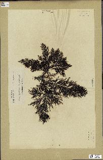 spécimen de Cystoseira elegans