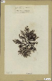 spécimen de Cystoseira elegans
