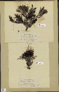 spécimen de Cystoseira elegans