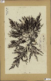 spécimen de Cystoseira elegans