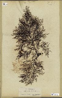 spécimen de Cystoseira elegans