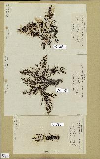 spécimen de Cystoseira elegans