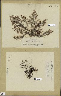 spécimen de Cystoseira elegans