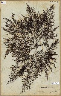spécimen de Cystoseira elegans