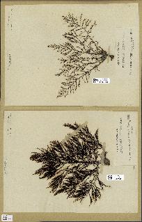 spécimen de Cystoseira elegans