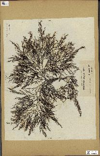 spécimen de Cystoseira elegans