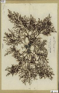 spécimen de Cystoseira elegans