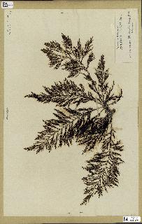 spécimen de Cystoseira elegans