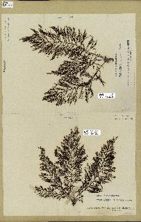 spécimen de Cystoseira elegans