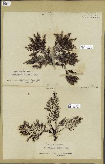 spécimen de Cystoseira elegans