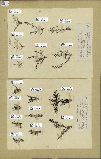 spécimen de Cystoseira elegans