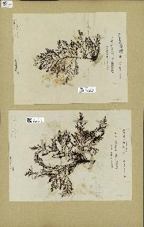spécimen de Cystoseira elegans