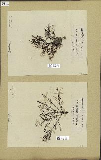 spécimen de Cystoseira elegans