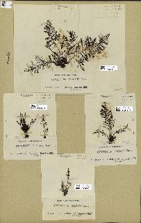 spécimen de Cystoseira elegans